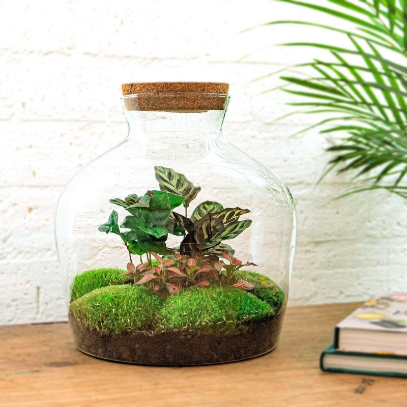 DIY Terrarium Calathea