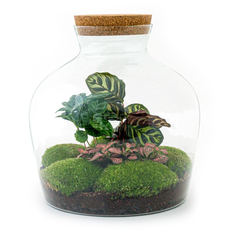 DIY Terrarium Joe Coffea