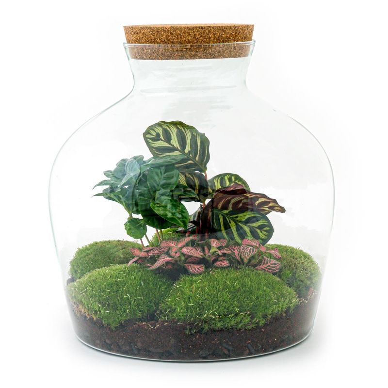 DIY Terrarium Calathea