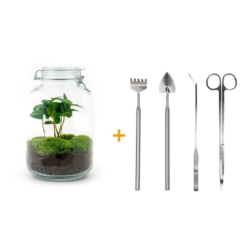 DIY Terrarium Coffea + tools