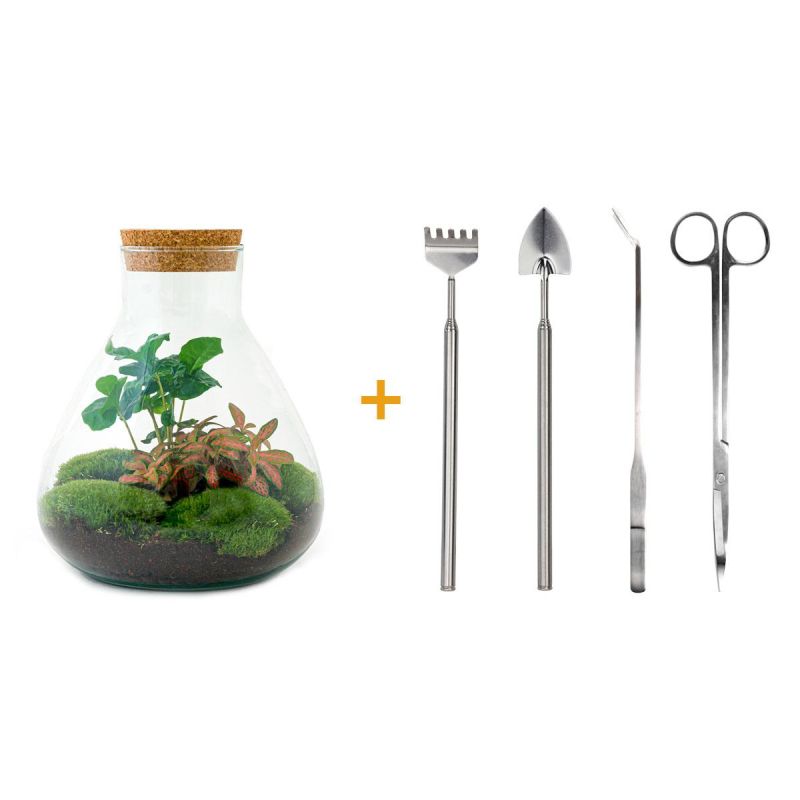 DIY Terrarium Fittonia + tools