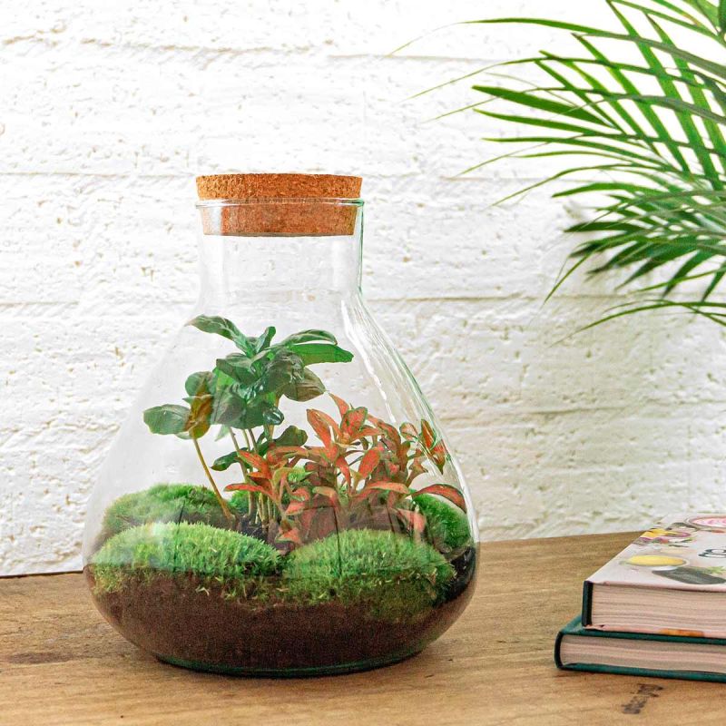 DIY Terrarium Fittonia