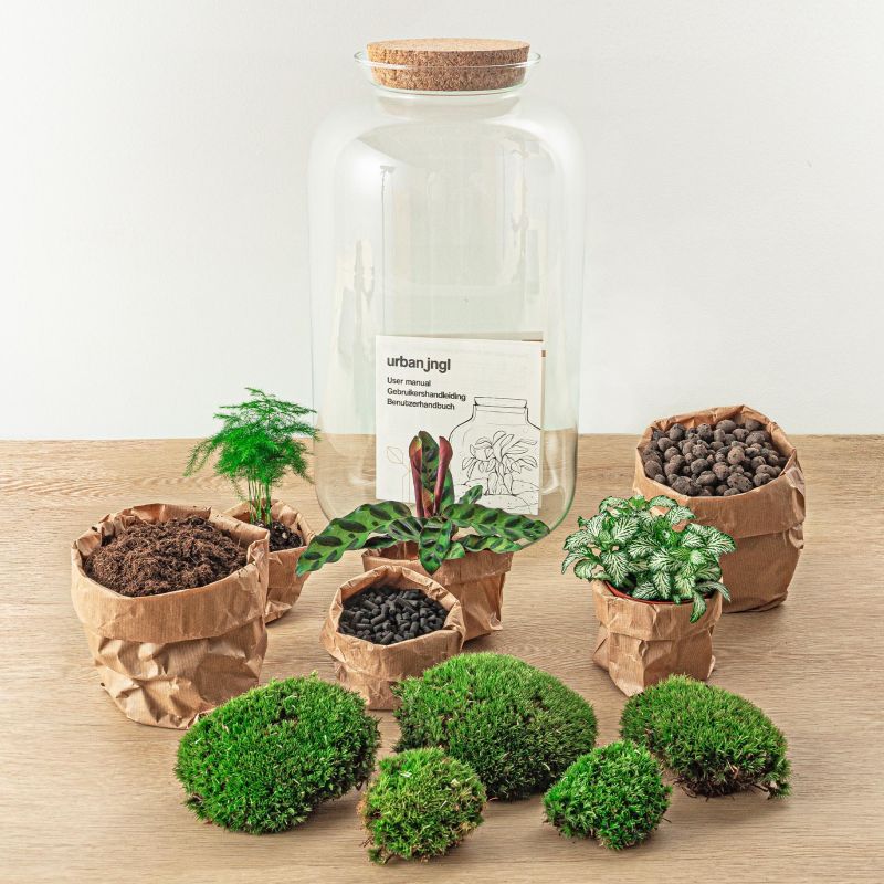 DIY Terrarium Asparagus