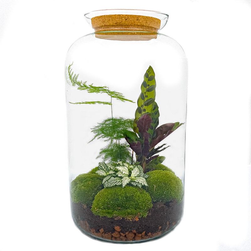 DIY Terrarium Asparagus