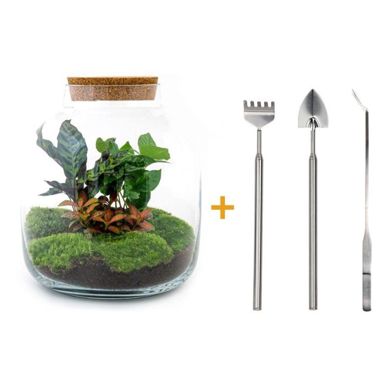 DIY Terrarium Botanical + tools
