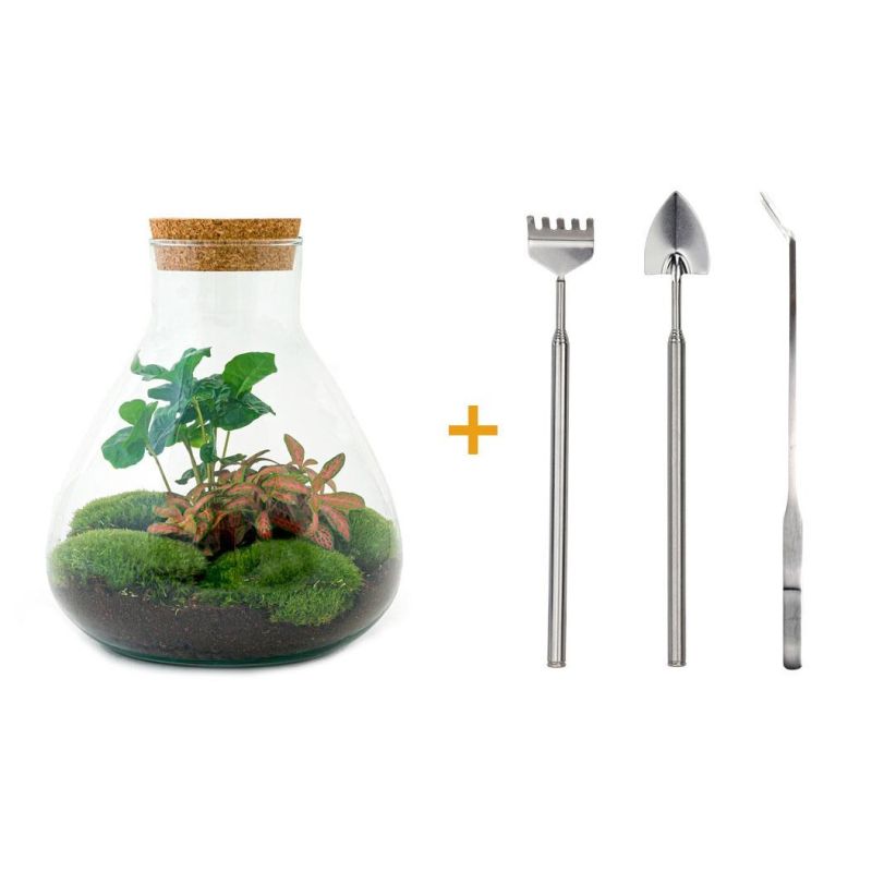 DIY Terrarium Fittonia + tools