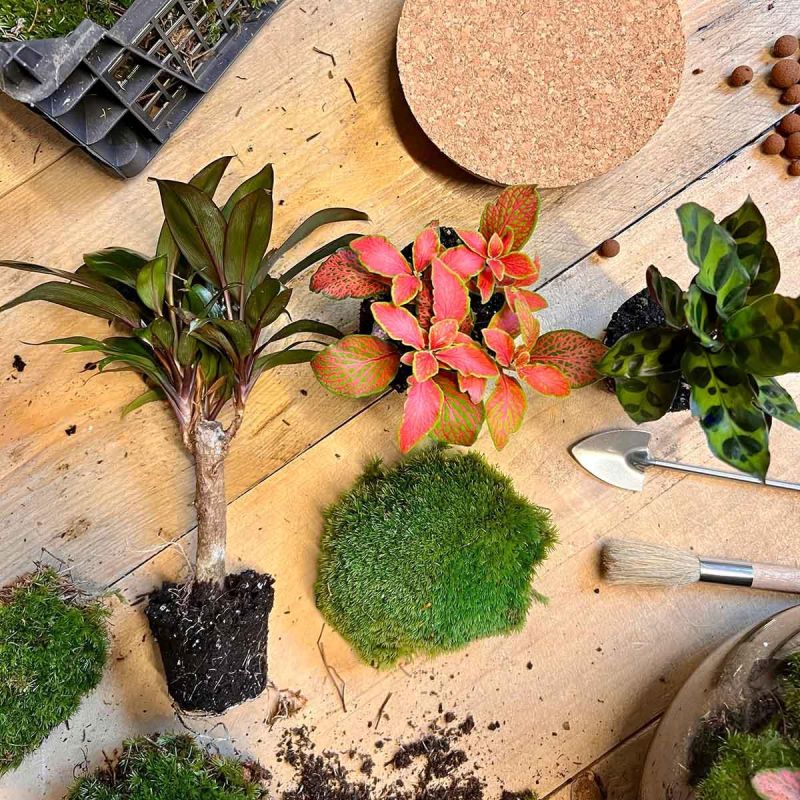 DIY Terrarium Milky Palm