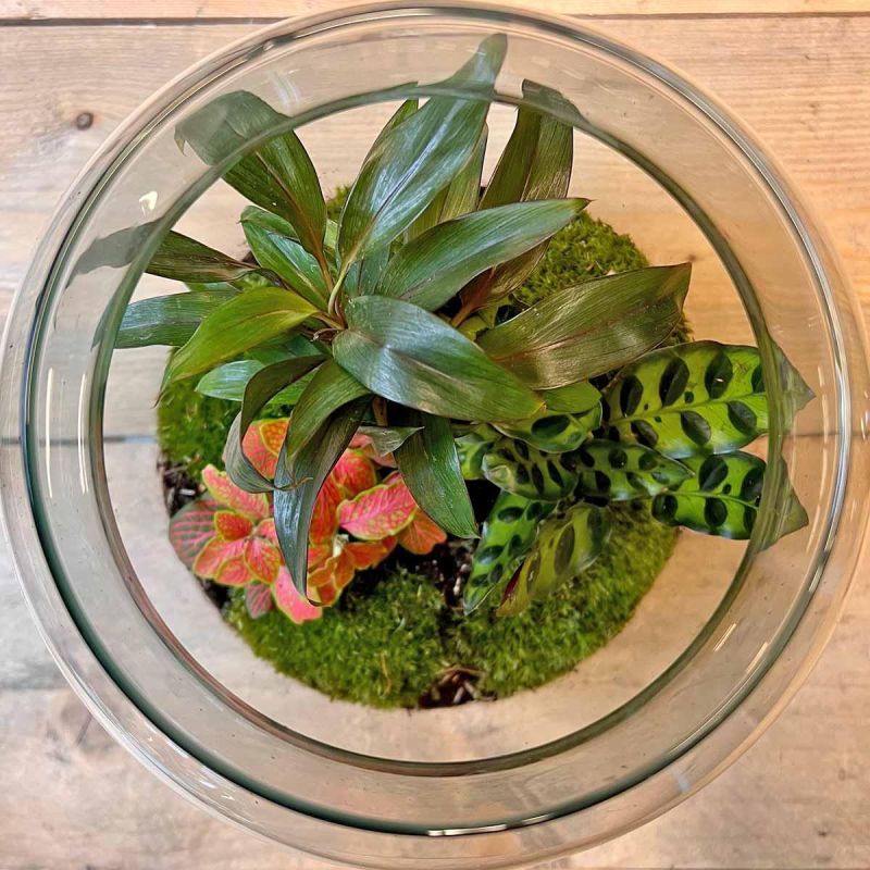 DIY Terrarium  Palm