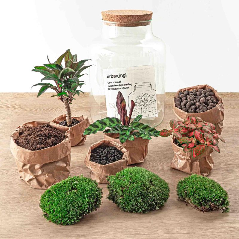 DIY Terrarium Milky Palm
