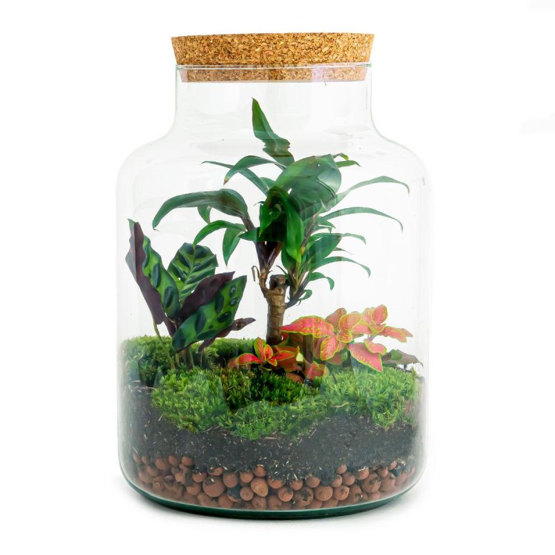 DIY Terrarium  Palm