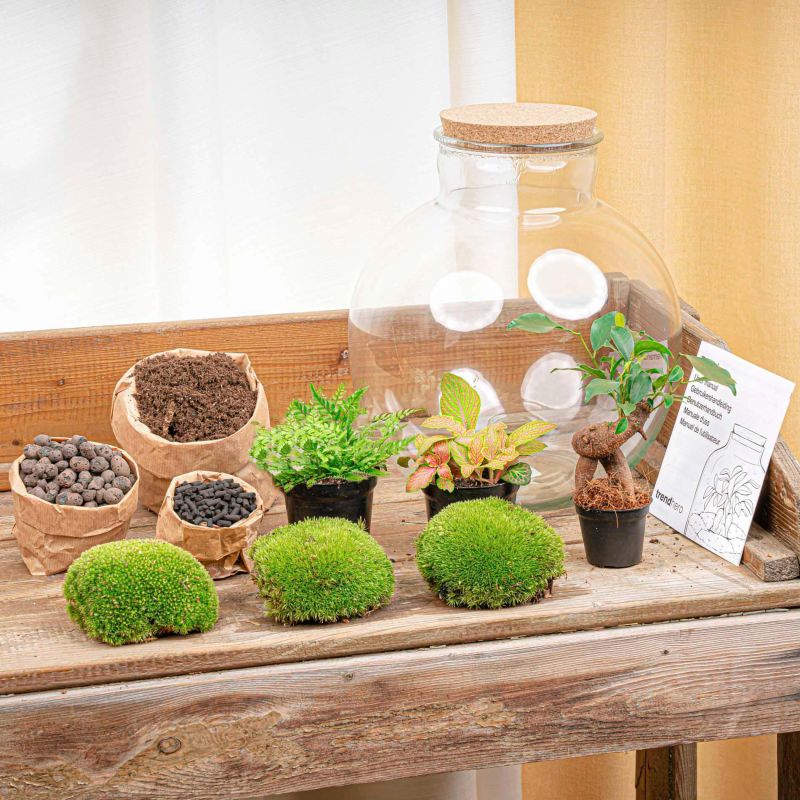 DIY Terrarium Bob Bonsai met LED