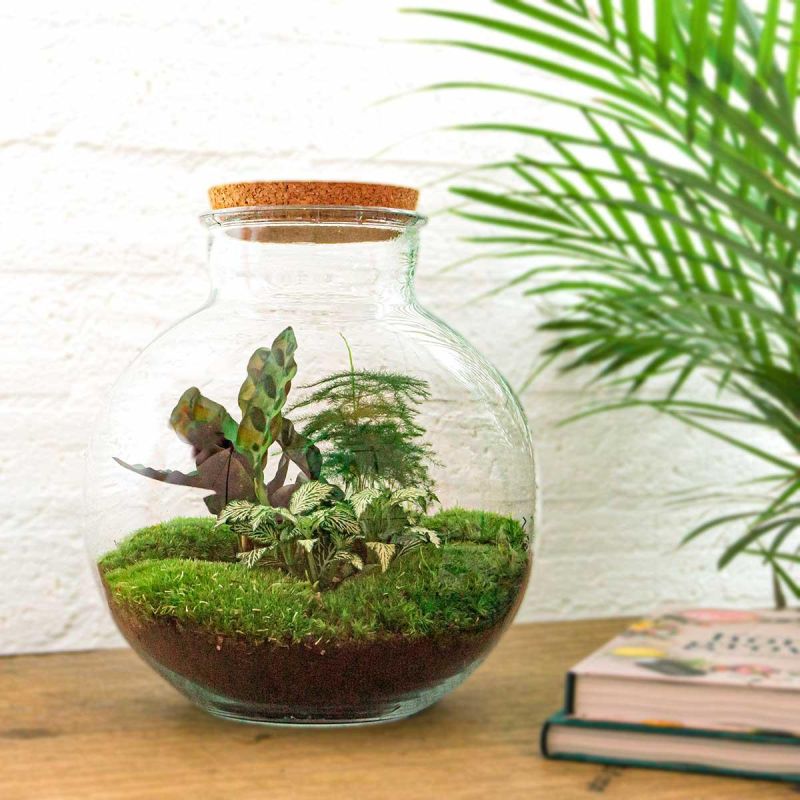 DIY Terrarium Bob Calathea