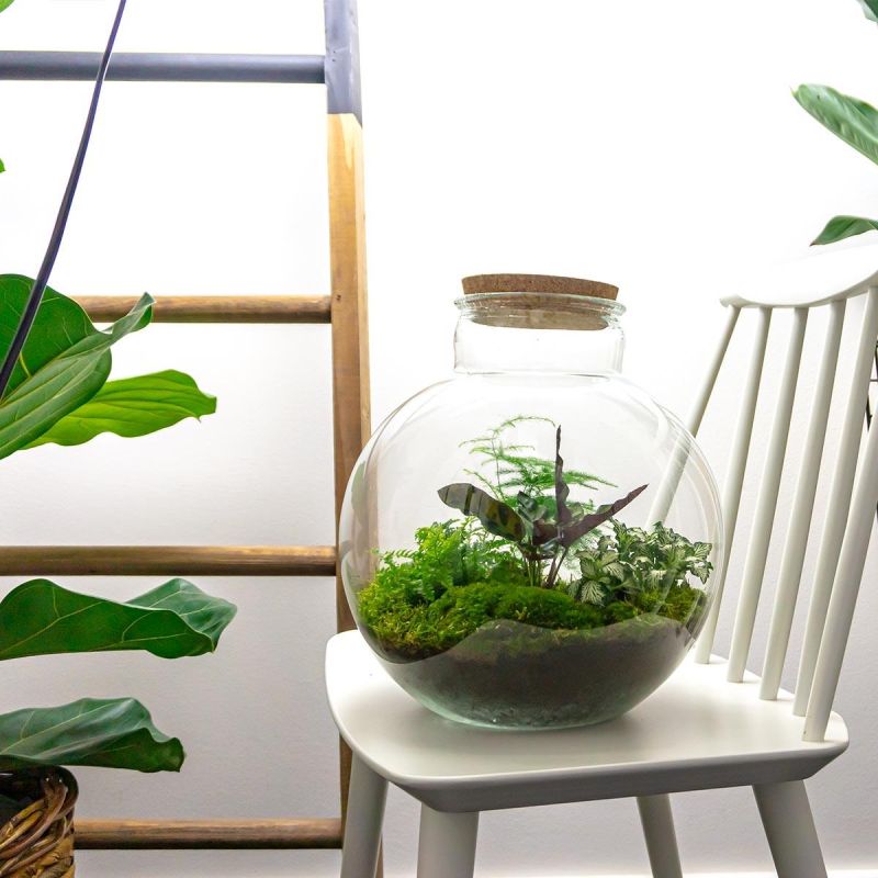 DIY Terrarium Bob Calathea