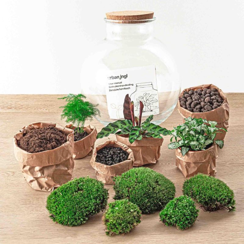 DIY Terrarium Bob Calathea