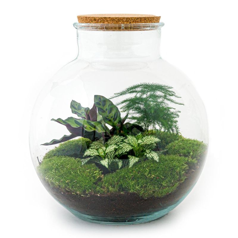 DIY Terrarium Bob Calathea