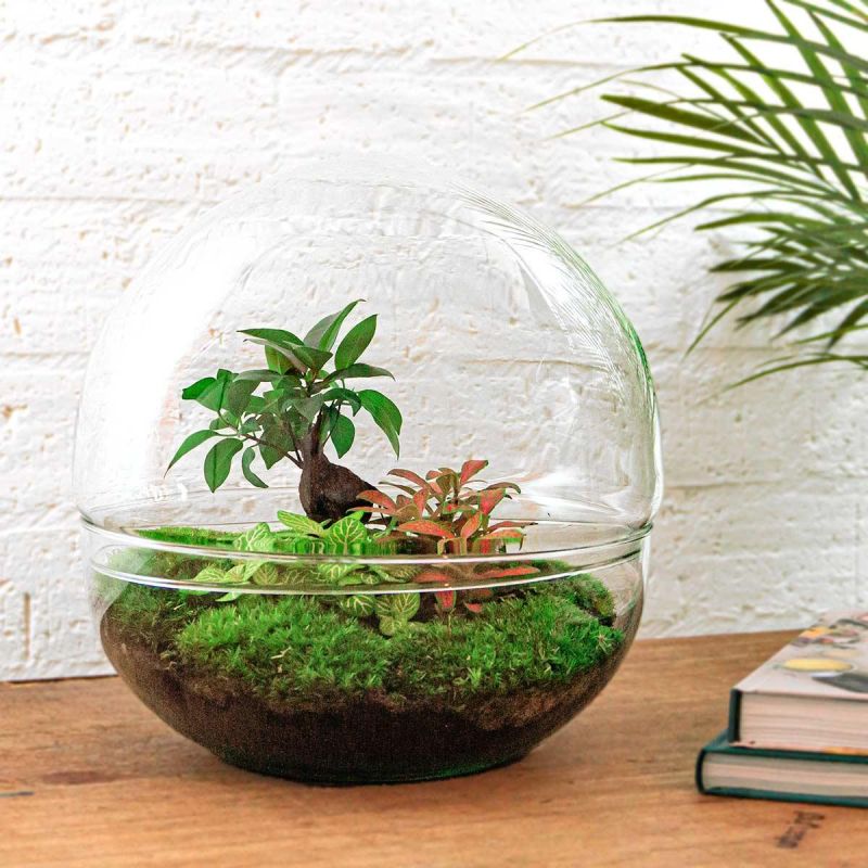DIY Terrarium Dome Bonsai