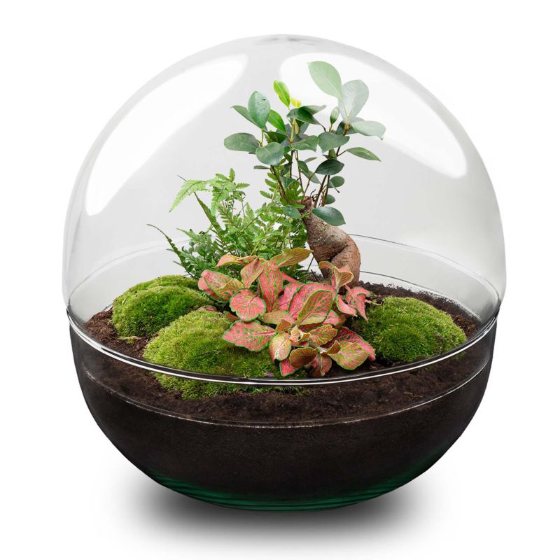 DIY Terrarium Dome Bonsai