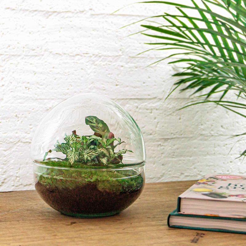 DIY Terrarium Dome Calathea
