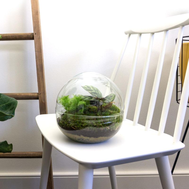 DIY Terrarium Dome Calathea