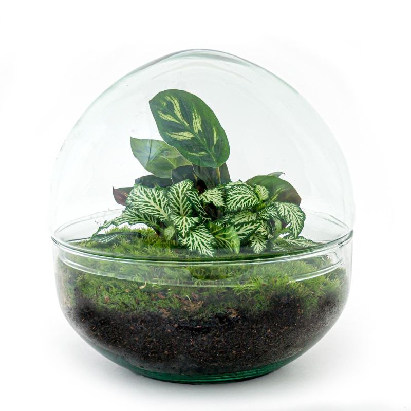 DIY Terrarium Dome Calathea