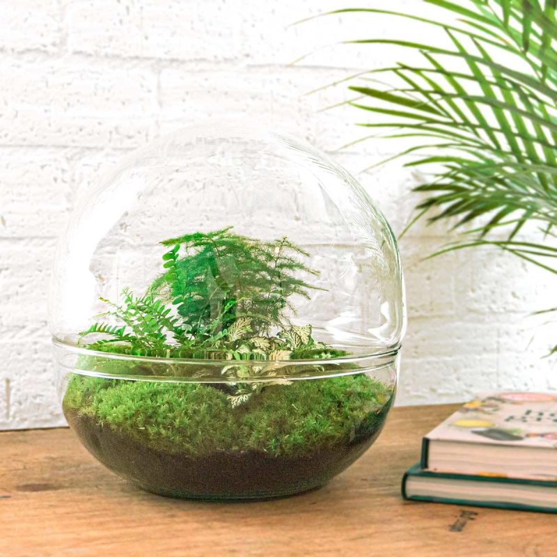 DIY Terrarium Dome Varen