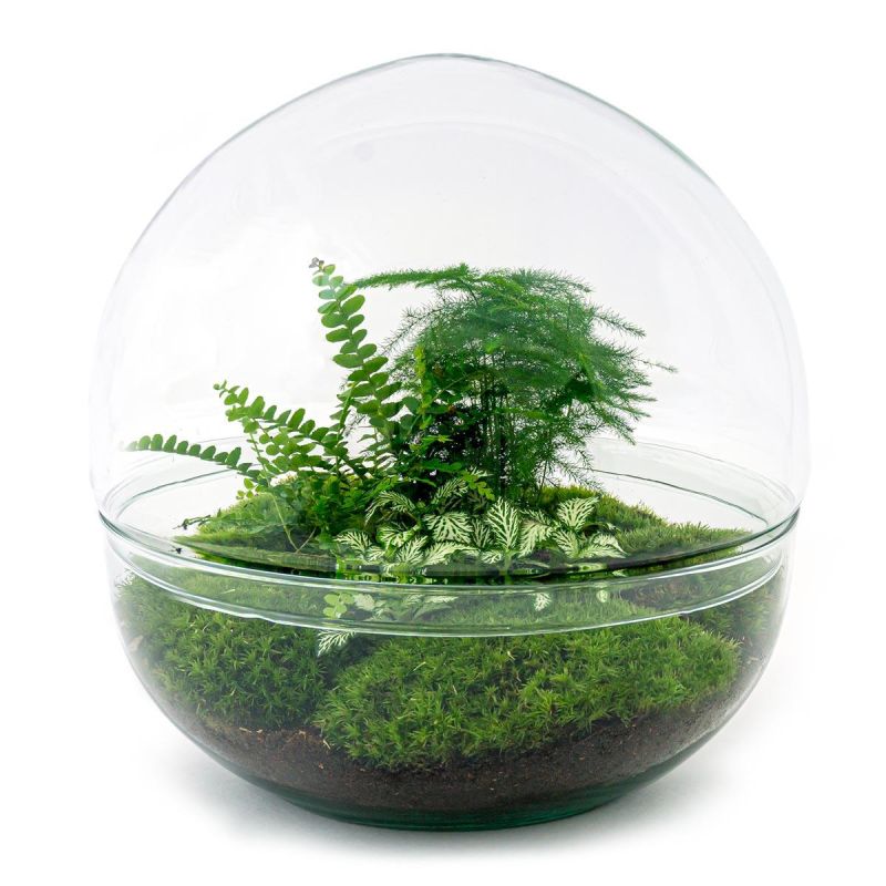 DIY Terrarium Dome Varen