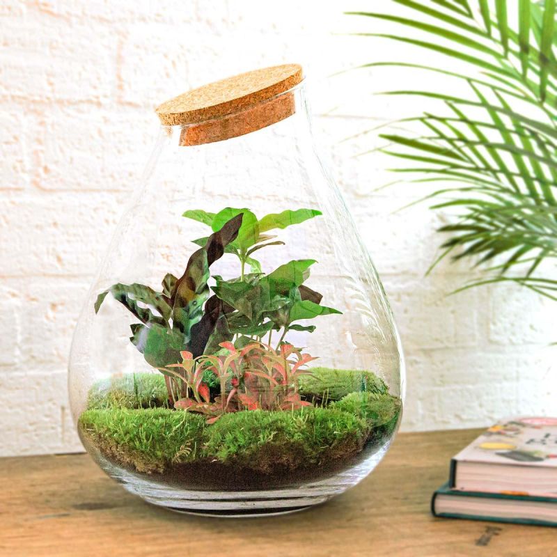 DIY Terrarium Druppel Coffea