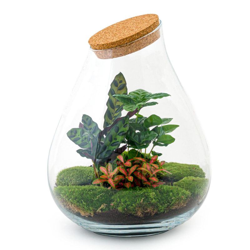DIY Terrarium Druppel Coffea