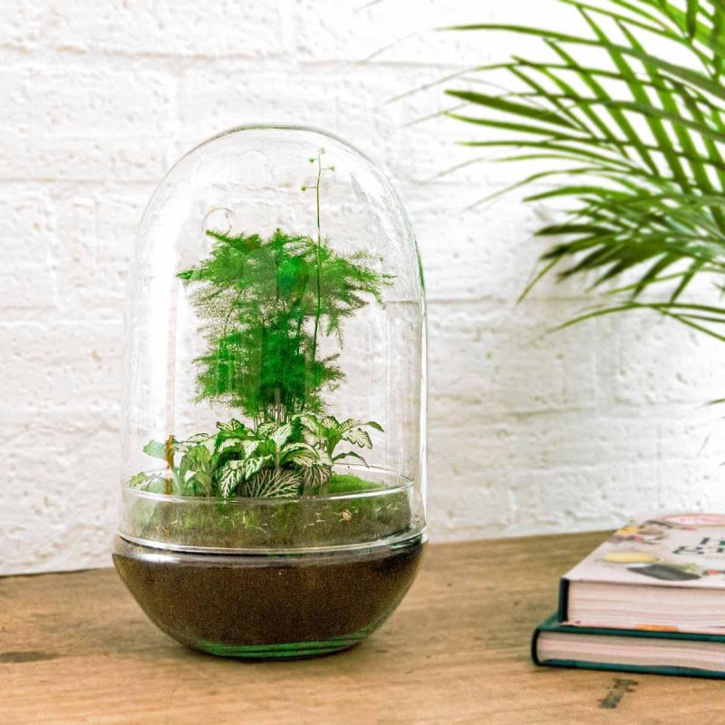 DIY Terrarium Egg Asparagus