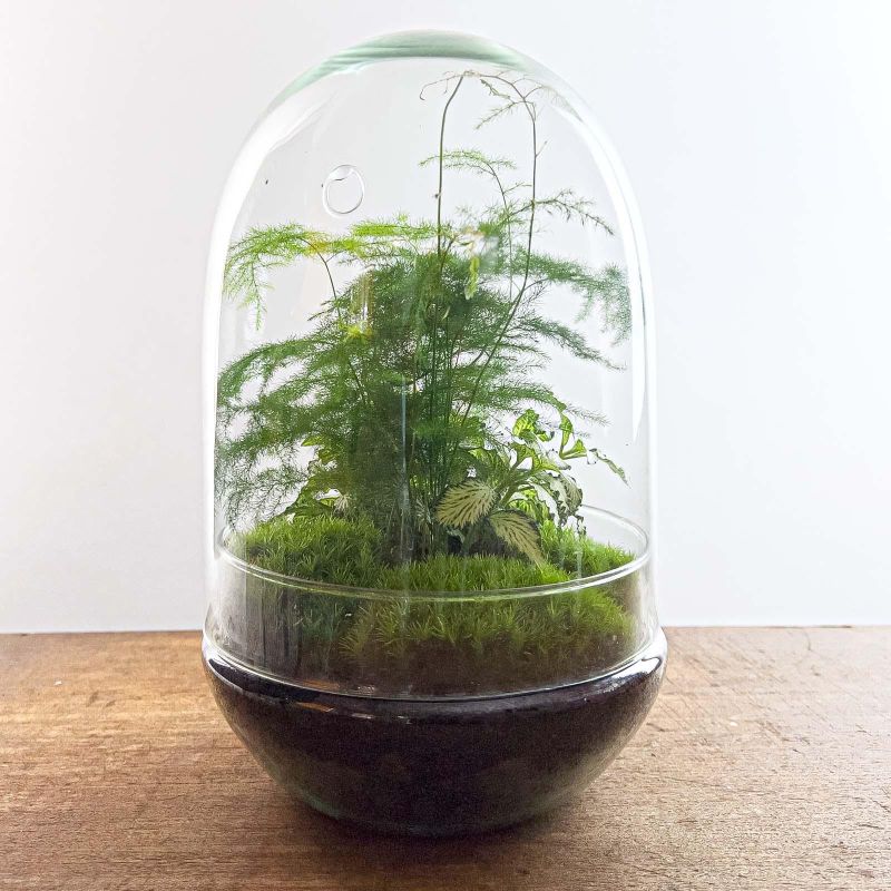 DIY Terrarium Egg Asparagus