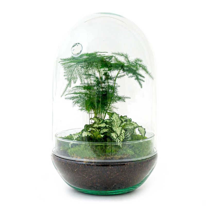 DIY Terrarium Egg Asparagus