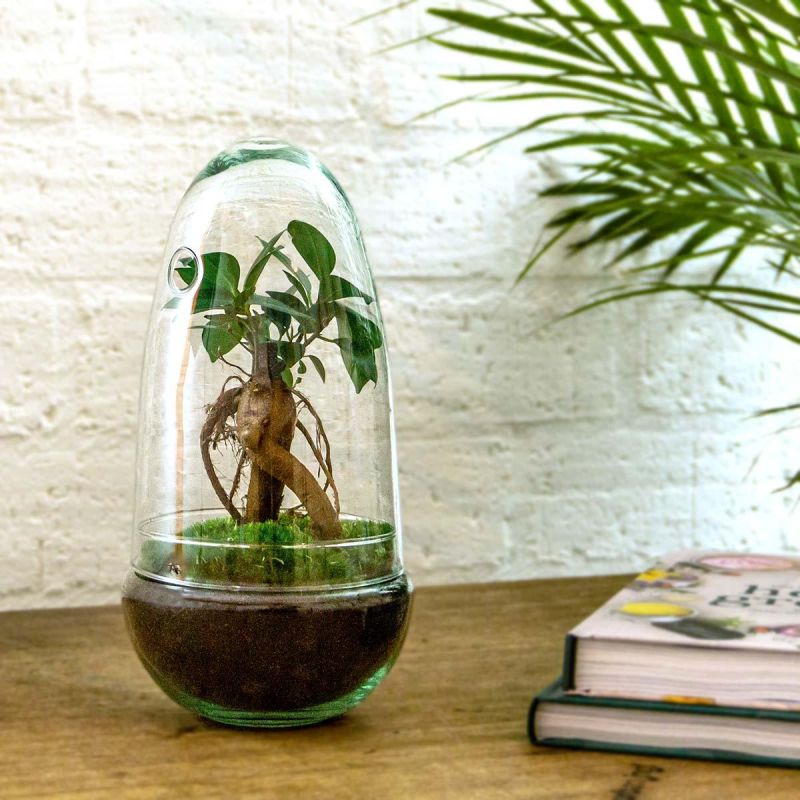 DIY Terrarium Egg Bonsai