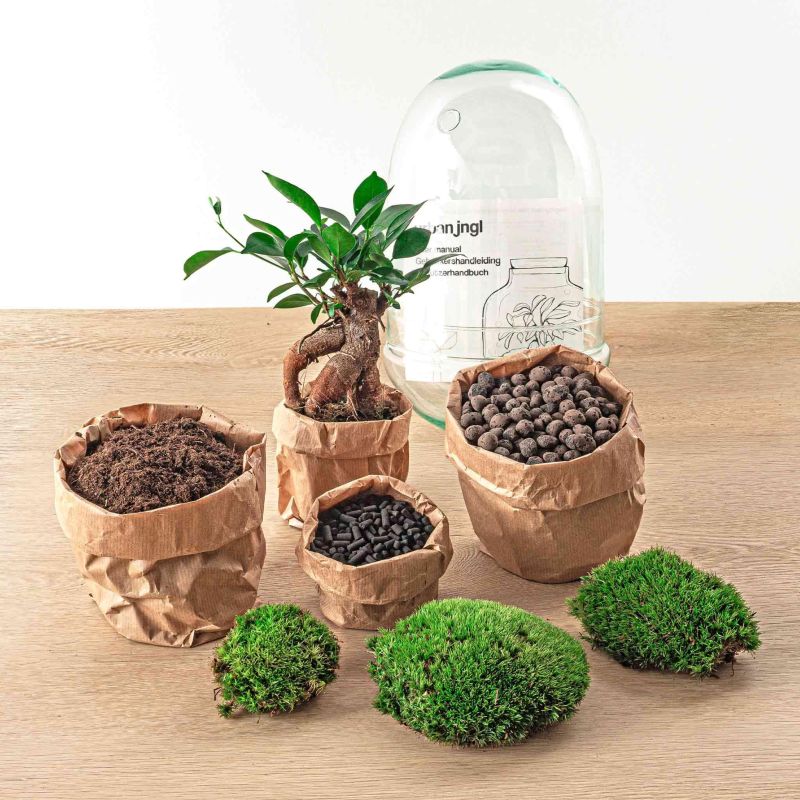 DIY Terrarium Egg Bonsai
