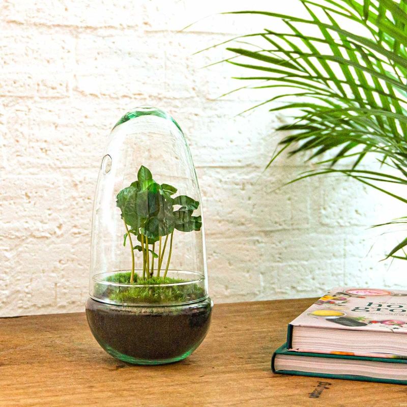DIY Terrarium Egg Coffea