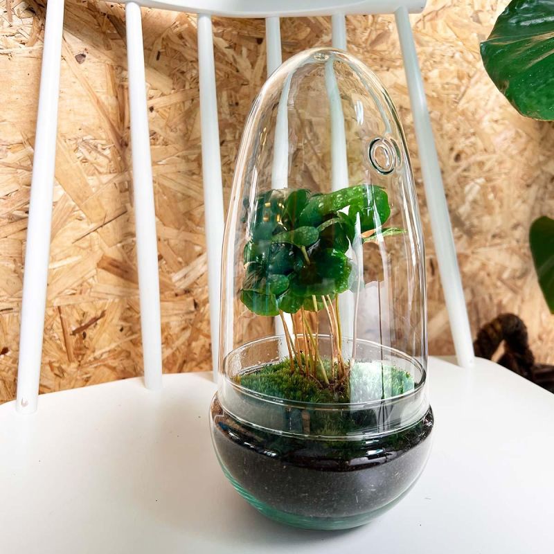 DIY Terrarium Egg Coffea