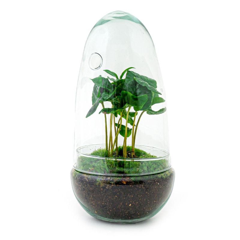 DIY Terrarium Egg Coffea