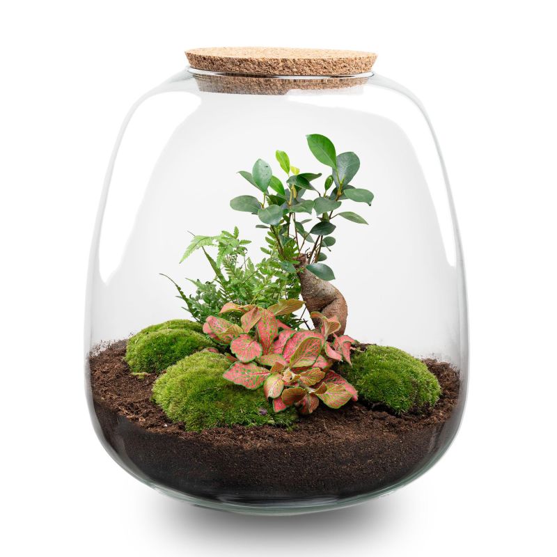 DIY Terrarium Emma Fittonia rood