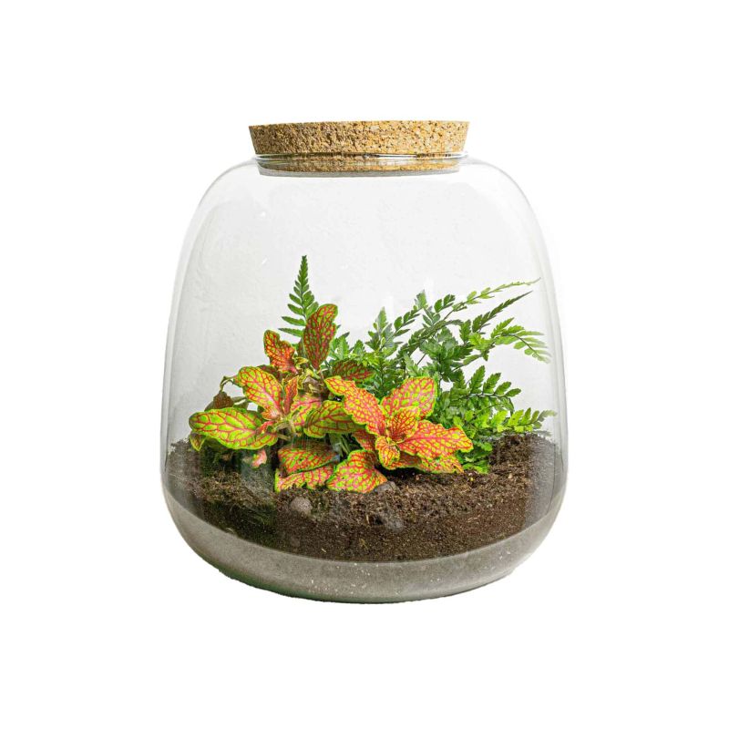 DIY Terrarium Emma Fittonia Ruby Lime