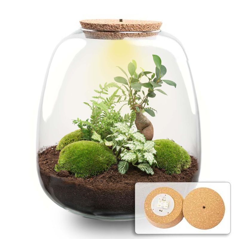 DIY Terrarium Emma Fittonia wit met LED