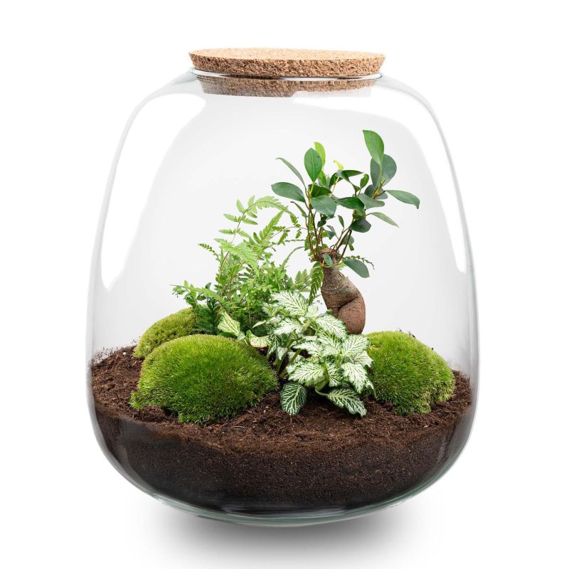 DIY Terrarium Emma Fittonia wit