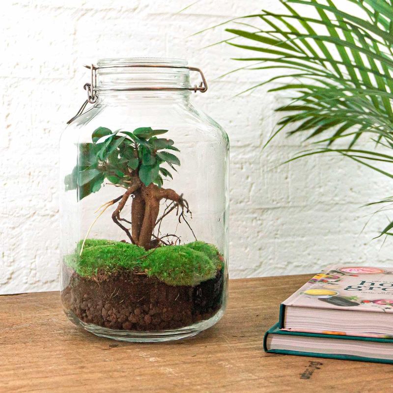 DIY Terrarium Jar Bonsai
