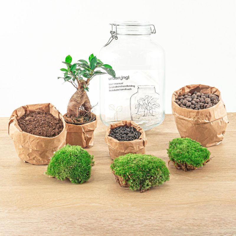 DIY Terrarium Jar Bonsai