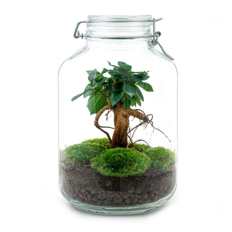DIY Terrarium Jar Bonsai