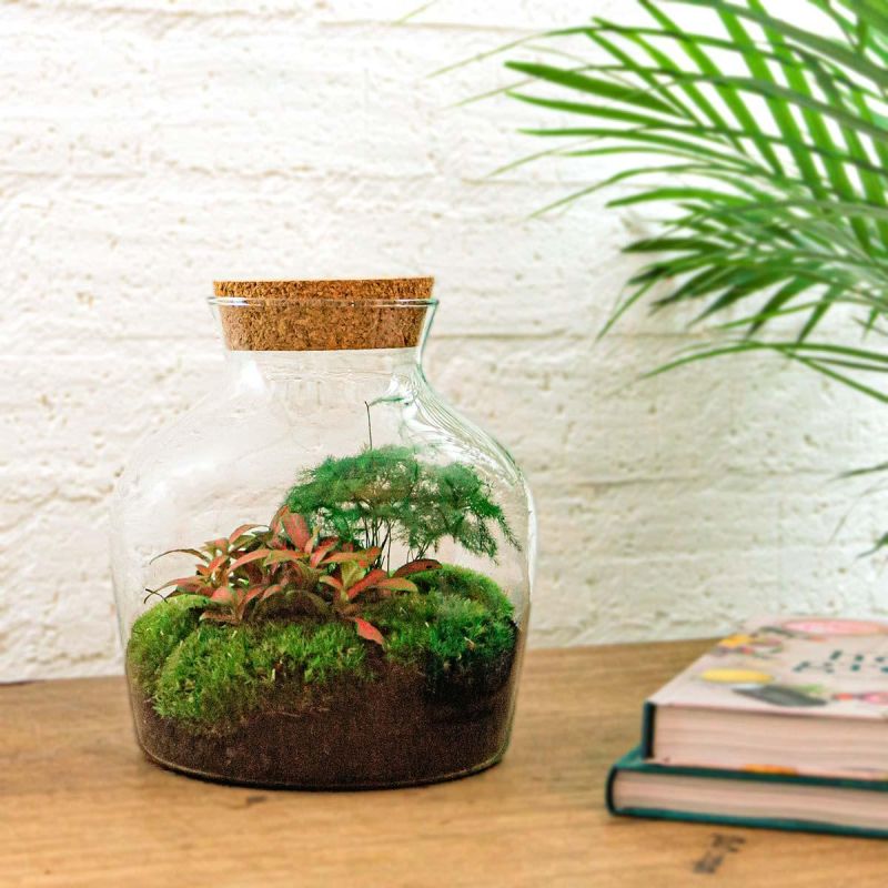 DIY Terrarium Joe Asparagus