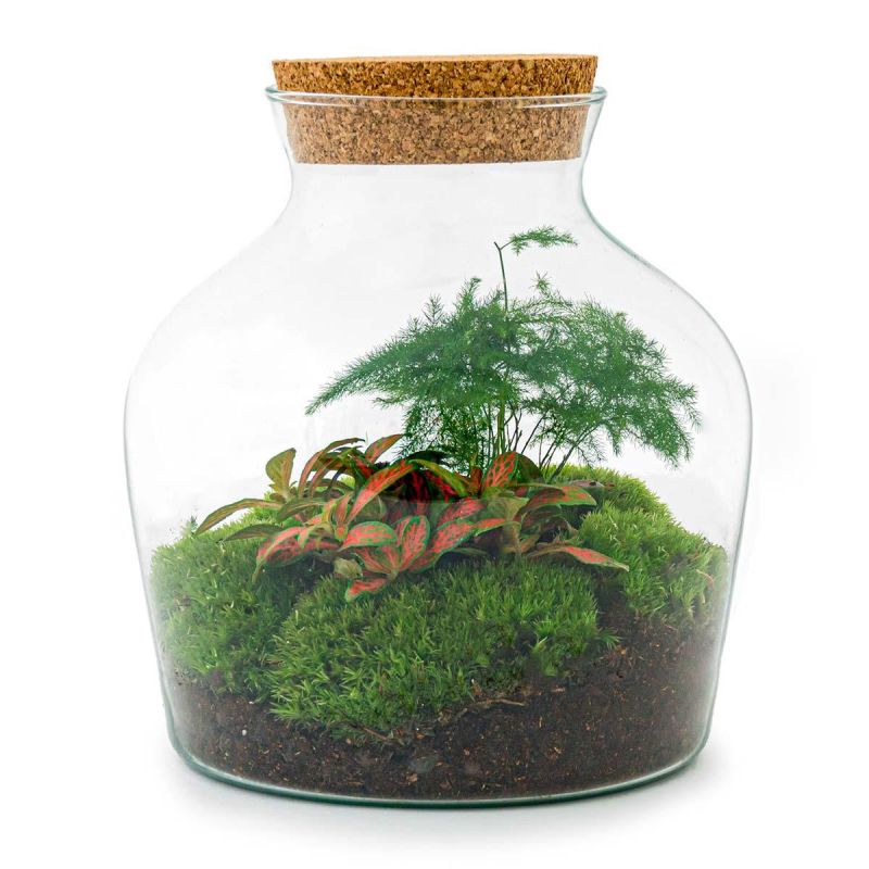 DIY Terrarium Joe Asparagus