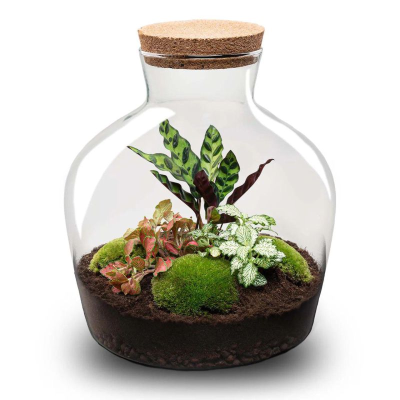 DIY Terrarium Joe Botanical