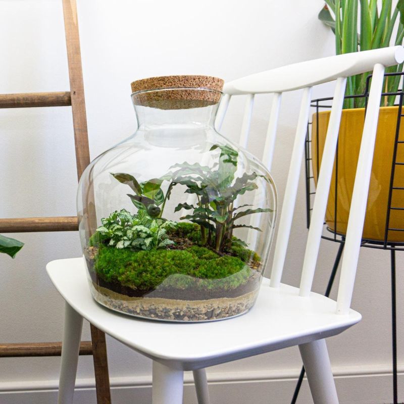DIY Terrarium Joe Calathea