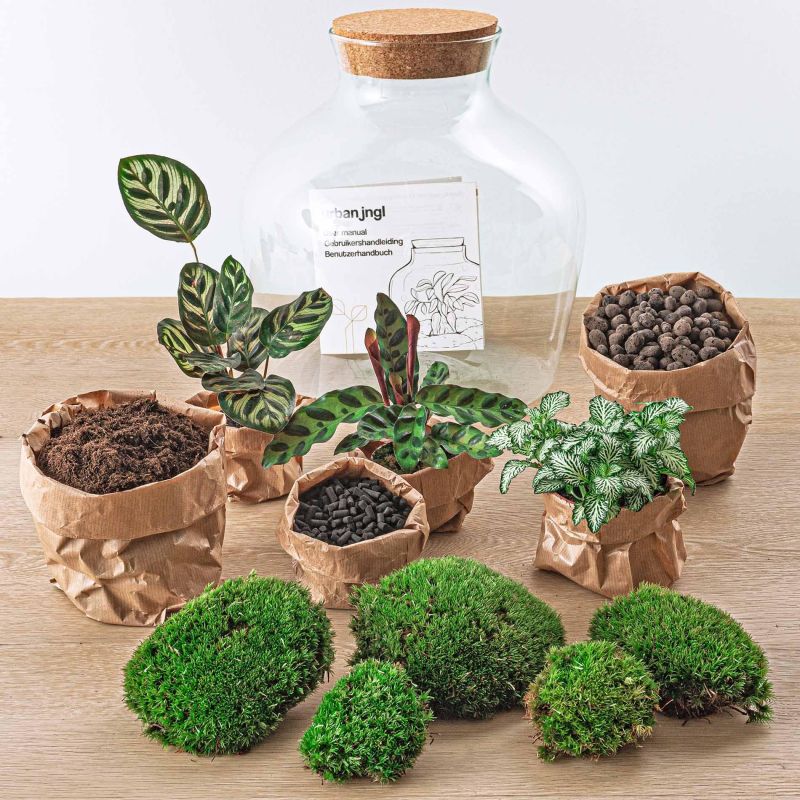 DIY Terrarium Joe Calathea