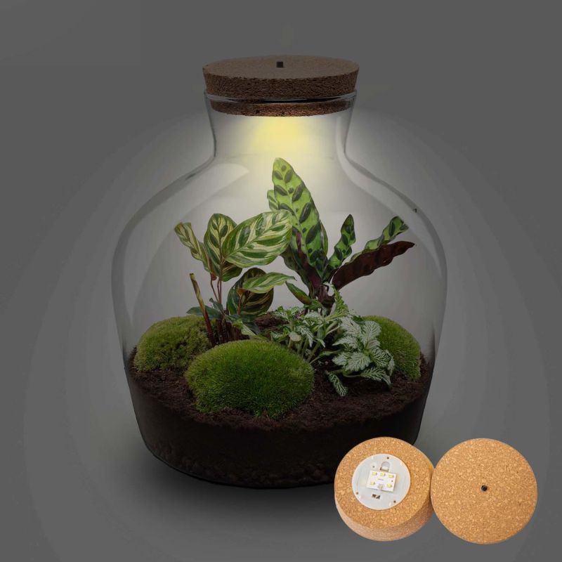DIY Terrarium Joe Calathea met LED