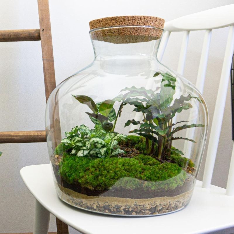 DIY Terrarium Joe Calathea